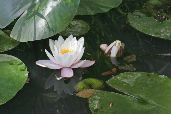 Nymphaea alba, Ninfea bianca, Ninfea comune, Corcoriga de abba, Crocoriga de acqua, Lillu de acqua, Zucca areste bianca