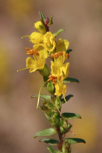 Odontites luteus, Perlina gialla