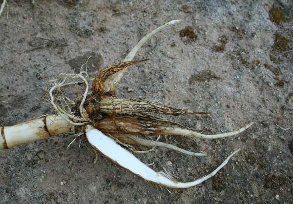 Oenanthe crocata, Finocchio d’acqua, Prezzemolino, Appiu burdu, Appiu de arriu, Erba sardonia, Fenugu de acqua