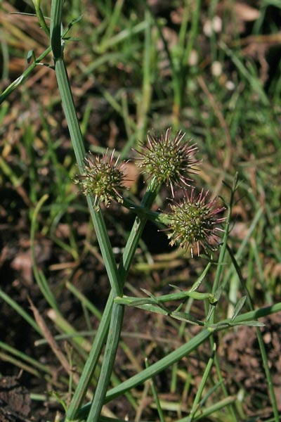 Oenanthe fistulosa, Finocchio acquatico fistoloso