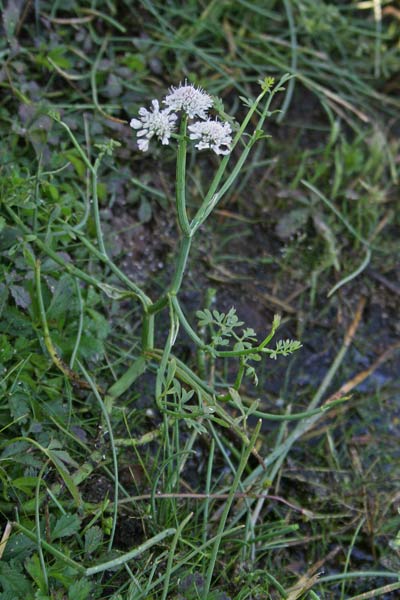 Oenanthe fistulosa, Finocchio acquatico fistoloso