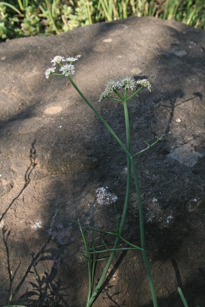 Oenanthe fistulosa, Finocchio acquatico fistoloso