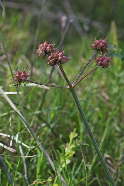 Oenanthe globulosa, Finocchio acquatico globoso