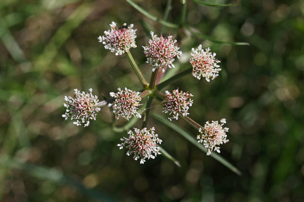 Oenanthe globulosa, Finocchio acquatico globoso