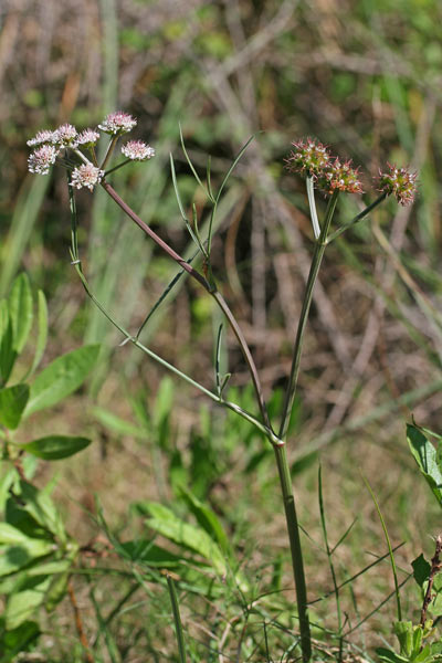 Oenanthe globulosa, Finocchio acquatico globoso