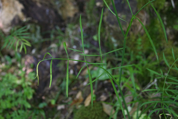 Oenanthe pimpinelloides, Finocchio acquatico comune