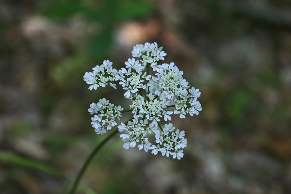 Oenanthe pimpinelloides, Finocchio acquatico comune