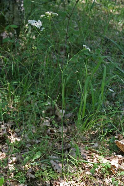 Oenanthe pimpinelloides, Finocchio acquatico comune