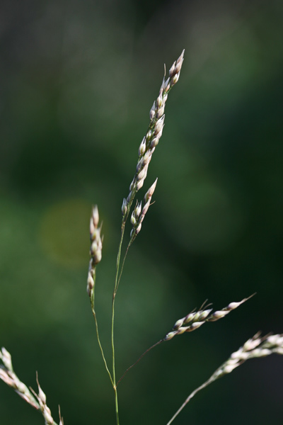 Oloptum miliaceum, Agrostide maggiore, Miglio multifloro, Cannajoni cambas longas, Cannajoni de cresuri, Eiba ferru, Eiva de ferru, Erba crabina, Erba de acqua, Erba ferrina, Erba de ferru, Firuvenu, Fenudrainu