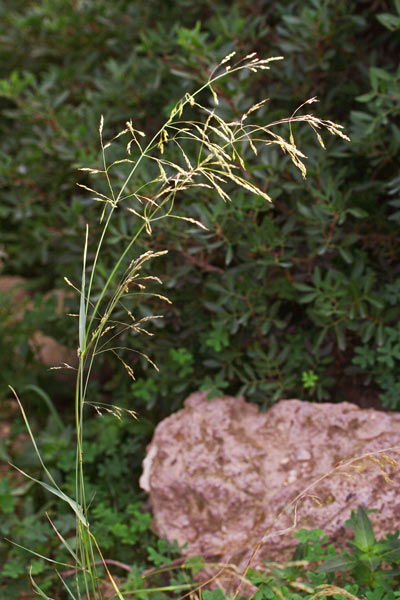 Oloptum miliaceum, Agrostide maggiore, Miglio multifloro, Cannajoni cambas longas, Cannajoni de cresuri, Eiba ferru, Eiva de ferru, Erba crabina, Erba de acqua, Erba ferrina, Erba de ferru, Firuvenu, Fenudrainu