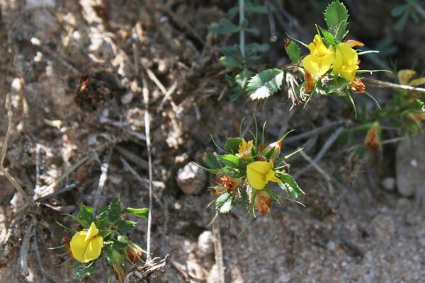 Ononis minutissima, Ononide minutissima