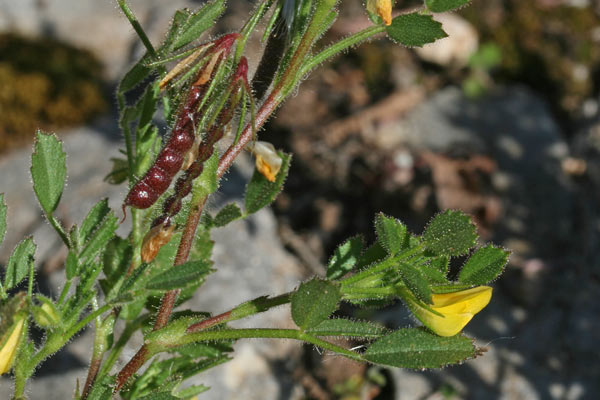 Ononis ornithopodioides, Ononide simile all'Uccellina