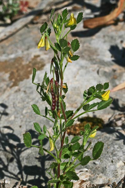 Ononis ornithopodioides, Ononide simile all'Uccellina