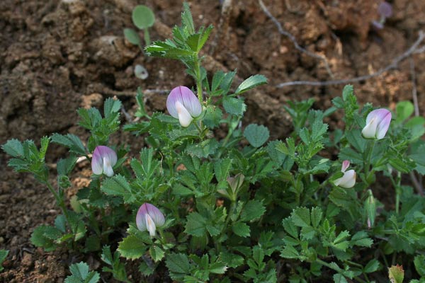 Ononis reclinata, Ononide reclinata