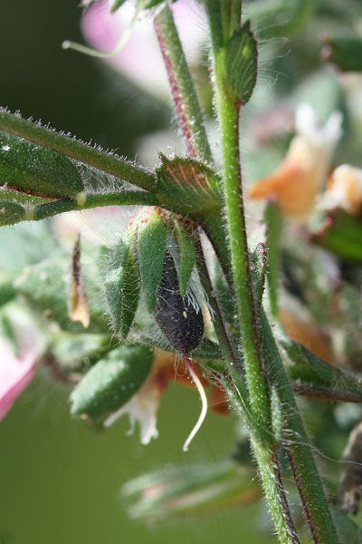 Ononis reclinata, Ononide reclinata