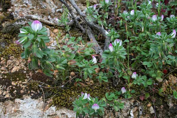 Ononis reclinata, Ononide reclinata