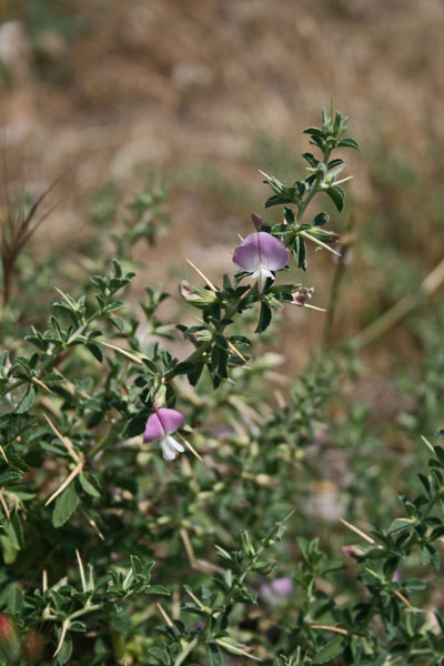 Ononis spinosa subsp. antiquorum, Arrestabue, Bonaga, Ononide spinosa
