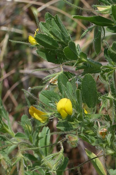 Ononis viscosa subsp. breviflora, Ononide a fiori brevi, Eiba appizziccadditta, Erba appiccigosa, Tiriaca