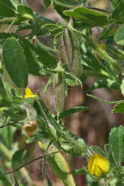 Ononis viscosa subsp. breviflora, Ononide a fiori brevi, Eiba appizziccadditta, Erba appiccigosa, Tiriaca