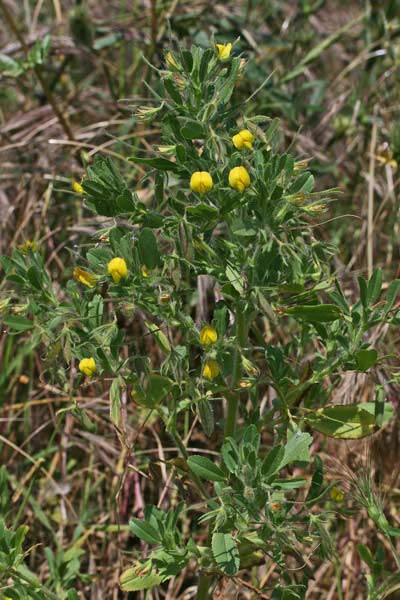 Ononis viscosa subsp. breviflora, Ononide a fiori brevi, Eiba appizziccadditta, Erba appiccigosa, Tiriaca