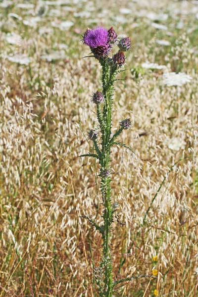 Onopordum illyricum, Cardo asinino, Onopordo maggiore, Cardu cannitzu, Cardu molentinu, Gardu aininu