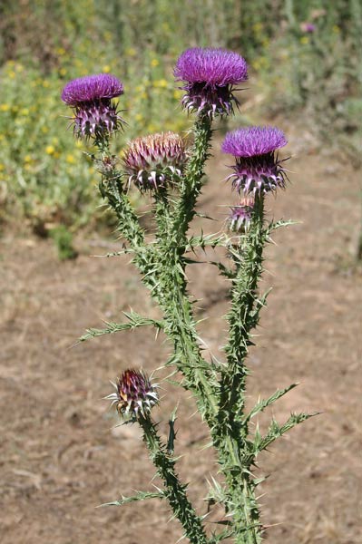 Onopordum illyricum, Cardo asinino, Onopordo maggiore, Cardu cannitzu, Cardu molentinu, Gardu aininu