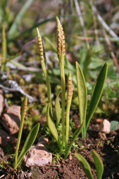 Ophioglossum lusitanicum, Ofioglosso lusitanico