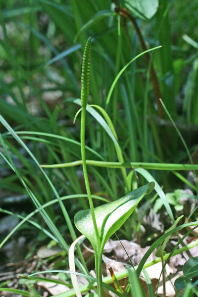 Ophioglossum vulgatum, Ophioglosso comune