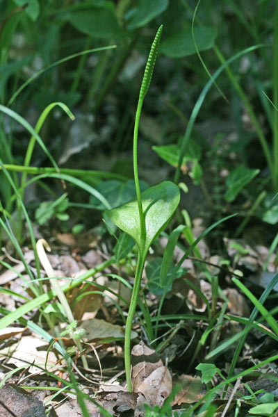 Ophioglossum vulgatum, Ophioglosso comune