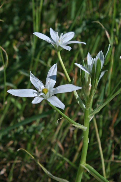 Ornithogalum divergens, Latte di gallina divergente, Ciudda aresta