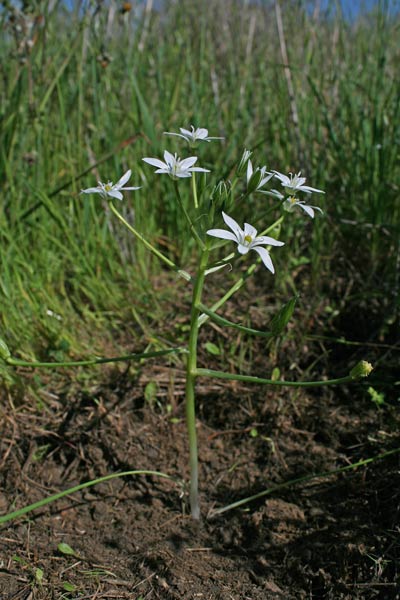 Ornithogalum divergens, Latte di gallina divergente, Ciudda aresta