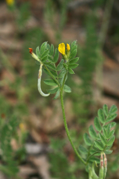 Ornithopus compressus, Uccellina comune, Pei de pilloni