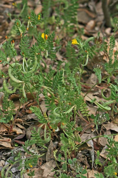 Ornithopus compressus, Uccellina comune, Pei de pilloni