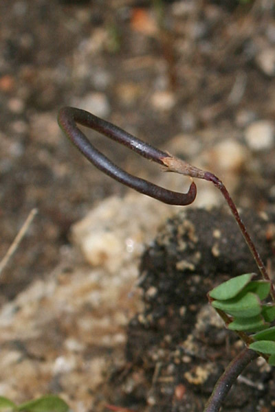 Ornithopus pinnatus, Uccellina pennata, Pei de pilloni