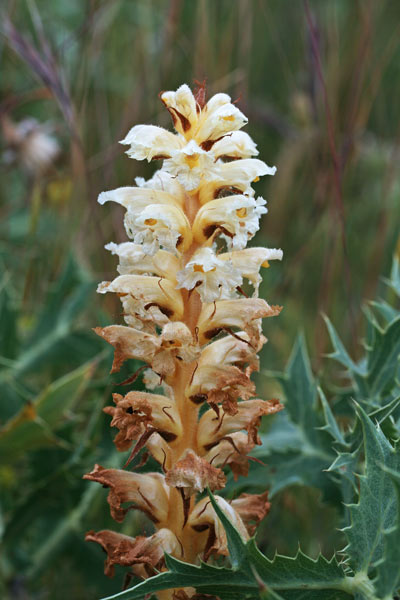 Orobanche amethystea, Succiamele ametistino, Lillu, Lillu de matta