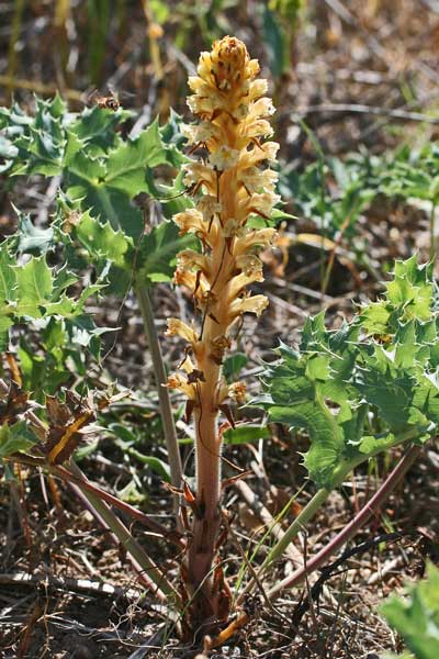 Orobanche amethystea, Succiamele ametistino, Lillu, Lillu de matta