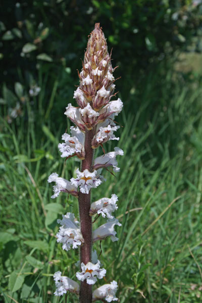 Orobanche crenata, Lupo di fave, Succiamele delle fave, Lillu de fa