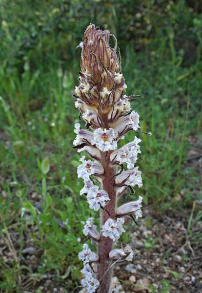 Orobanche crenata, Lupo di fave, Succiamele delle fave, Lillu de fa