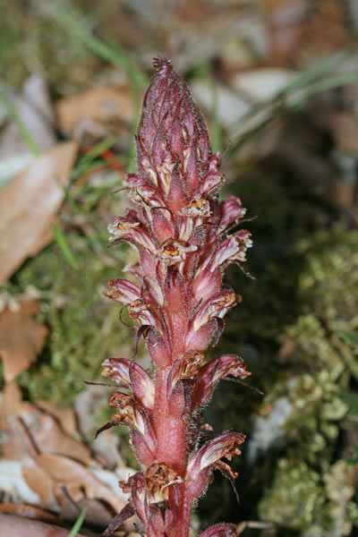 Orobanche hederae, Succiamele dell'edera, Lillu, Lillu de matta