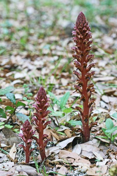 Orobanche hederae, Succiamele dell'edera, Lillu, Lillu de matta