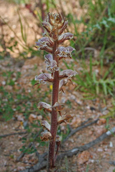 Orobanche minor, Succiamele minore, Lillu, Lillu de matta