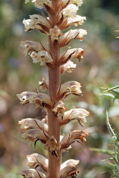 Orobanche minor, Succiamele minore, Lillu, Lillu de matta