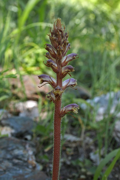 Orobanche minor, Succiamele minore, Lillu, Lillu de matta