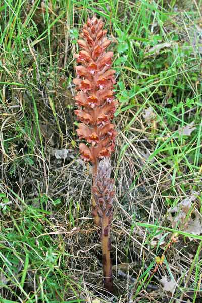 Orobanche, Succiamele maggiore, Lillu, Lillu de matta