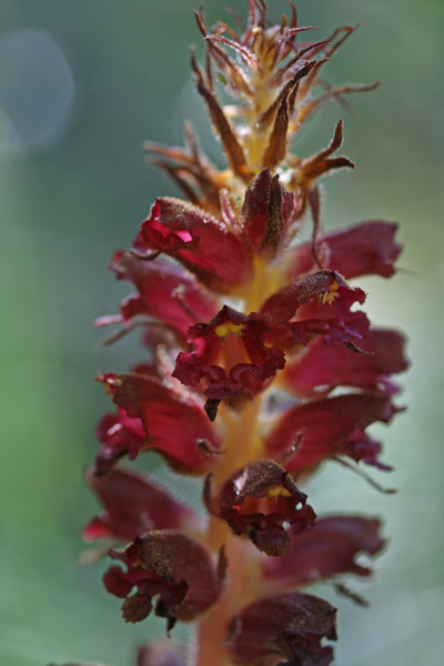 Orobanche variegata, Succiamele screziato, Lillu de fa