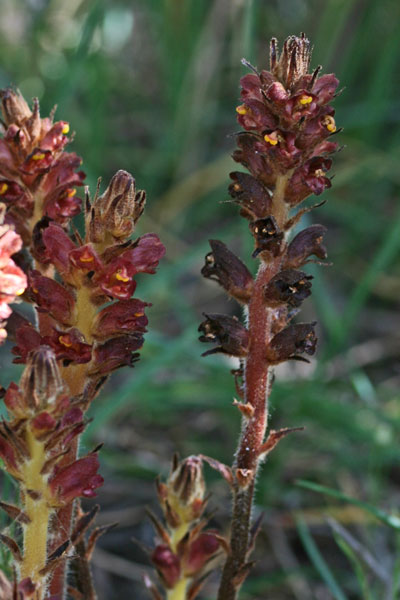 Orobanche variegata, Succiamele screziato, Lillu de fa