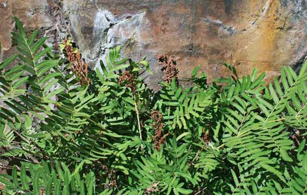 Osmunda regalis, Felce florida, Osmunda regale, Filettu imperiali, Filettu màsciu, Filettu reali, Fìlighe mannu, Fìlixi eru, Fìlixi mannu, Ìliche eru