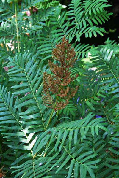 Osmunda regalis, Felce florida, Osmunda regale, Filettu imperiali, Filettu màsciu, Filettu reali, Fìlighe mannu, Fìlixi eru, Fìlixi mannu, Ìliche eru