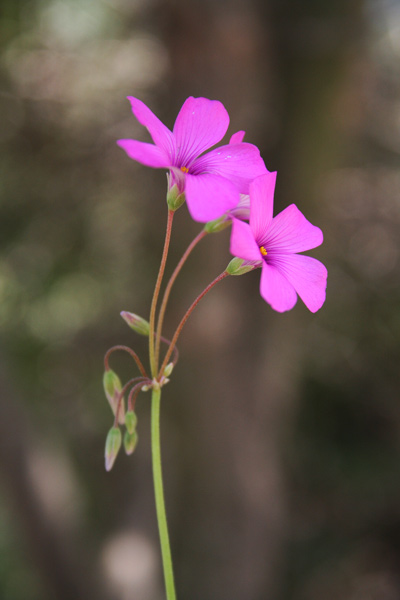 Oxalis articulata, Acetosella rizomatosa, Binigotti, Binu forti, Coraxedu aresti, Meràja, Meragra, Miliagru, Mintxonaria, Trifogliu