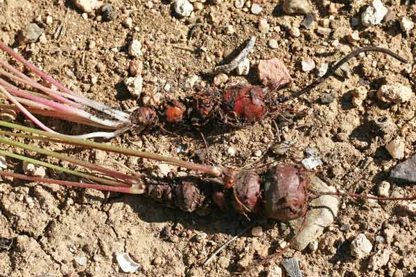 Oxalis articulata, Acetosella rizomatosa, Binigotti, Binu forti, Coraxedu aresti, Meràja, Meragra, Miliagru, Mintxonaria, Trifogliu